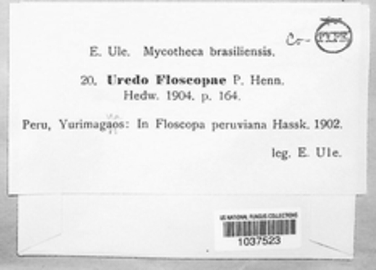 Uredo floscopae image